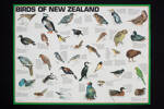 Birds of New Zealand, Auckland War Memorial Museum, EPH-PT-1-193