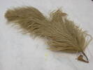 ostrich feather