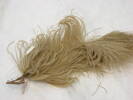 ostrich feather