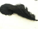 feathers, black ostrich