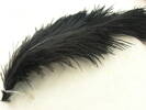 feathers, black ostrich