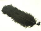 feathers, black ostrich