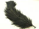 feather [for hat]