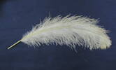 feather, ostrich