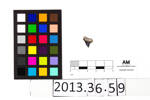 2013.36.59; shark tooth; Hahei T11/326