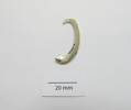 shell fish hook point