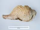 Shell trumpet 51855.1