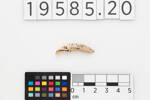 fish hook, two-piece dog tooth point, 1932.604, 19585.20, Photographed by Andrew Hales, digital, 13 Jan 2017, Cultural Permissions Apply