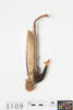 fish hook, 1929.9, 3109, Cultural Permissions Apply