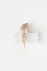 shark, tooth, 1921.52, 7657, Photographed by Daan Hoffmann, digital, 05 Sep 2018, Cultural Permissions Apply