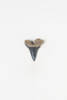 tooth, worked, 1933.450, 19735.1, Photographed by Daan Hoffmann, digital, 05 Sep 2018, Cultural Permissions Apply