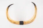 scrimshaw bullock horns, 2006.92.3, 7061, Photographed by Denise Baynham, digital, 06 Dec 2018, © Auckland Museum CC BY