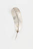 brooch, feather, 1991.179, JY12, © Auckland Museum CC BY NC