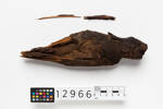 mummy, bird, 12966, Photographed by Jennifer Carol, digital, 23 May 2018, © Auckland Museum CC BY