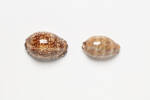 cowrie shell, 1972.95, 45409, Cultural Permissions Apply