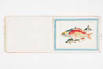 folio, fish, 26832.4, sc59, 1996X1.206, Photographed by Richard NG, digital, 04 Jan 2017, © Auckland Museum CC BY