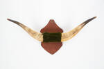 horns, scrimshaw, 1965.78.792, ocm2272, col.0386, © Auckland Museum CC BY