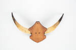 horns, scrimshaw, 1965.78.792, ocm2272, col.0386, © Auckland Museum CC BY