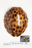 Turtle shell, 1992.205, 54221, Cultural Permissions Apply