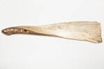 scrimshaw, whale jaw, 1938.16, col.0597.1, 23655.1, Mar.310, © Auckland Museum CC BY