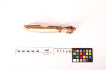 Fish hook; Tongan; 31556, 1950.128