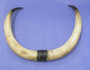 scrimshaw bullock horns [2006.92.3]