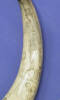 scrimshaw bullock horns - detail [2006.92.3]