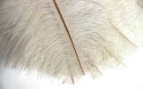 fan, ostrich feather