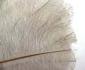 fan, ostrich feather