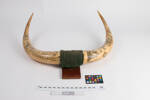 bullock horns col.0361