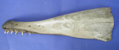 whale jaw bone [col.0597.1]