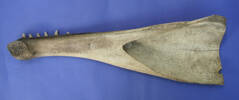whale jaw bone - reverse side [col.0597.1]