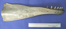 whale jaw bone [col.0597.1]