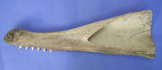 whale jaw bone - reverse side [col.0597.2]