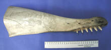 whale jaw bone [col.0597.2]