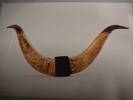 horns, scrimshaw [col.1393]