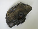fragment, shell