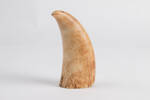 whale tooth, scrimshaw 27476.1
