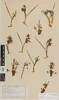 Aciphylla scott-thomsonii, AK6399, © Auckland Museum CC BY