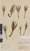 Aciphylla indurata, AK6477, © Auckland Museum CC BY