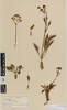 Aciphylla polita, AK6490, © Auckland Museum CC BY