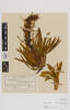Aciphylla kirkii, AK6513, © Auckland Museum CC BY