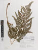 Arachniodes aristata, AK177624, © Auckland Museum CC BY