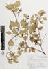 Jasminum didymum didymum, AK213333, © Auckland Museum CC BY