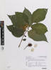 Bunchosia armeniaca, AK365044, © Auckland Museum CC BY
