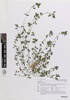 Trifolium dubium, AK368018, © Auckland Museum CC BY