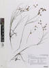 Juncus prismatocarpus, AK368710, © Auckland Museum CC BY