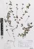 Clinopodium vulgare, AK368718, © Auckland Museum CC BY