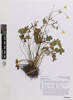 Ranunculus sardous, AK368758, © Auckland Museum CC BY