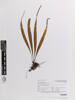 Belvisia mucronata, AK369461, © Auckland Museum CC BY